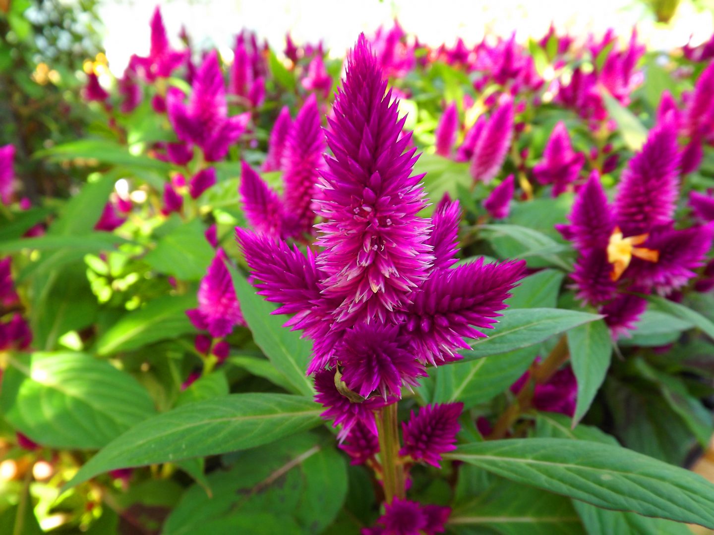 Plantas Ornamentais