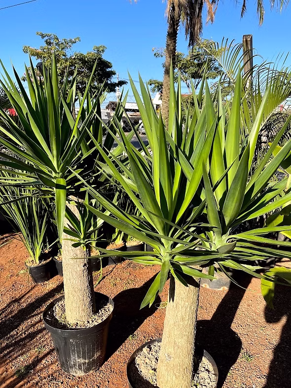 Plantas ornamentais
