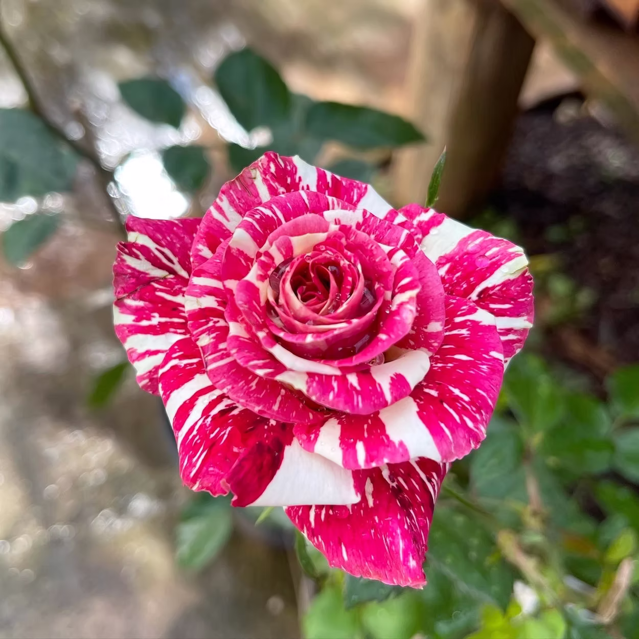 Rosa Hocus Pocus