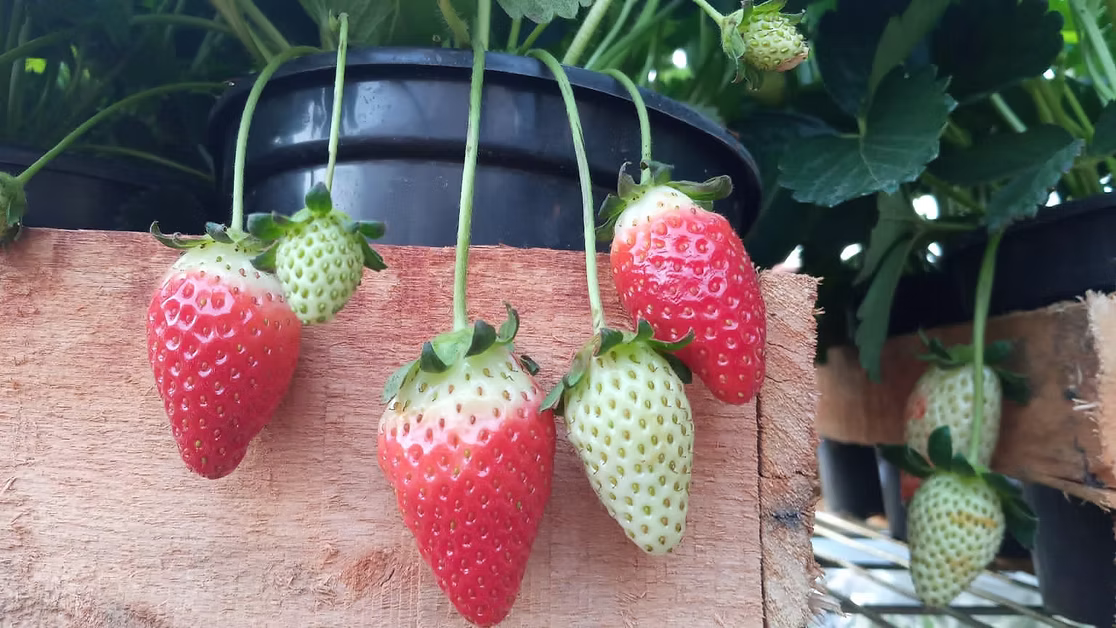 Frutíferas