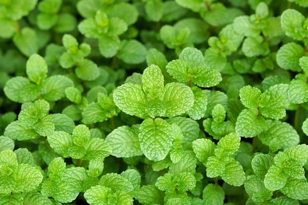 Plantas Medicinais