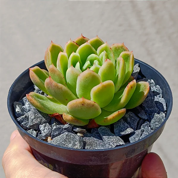 Suculentas