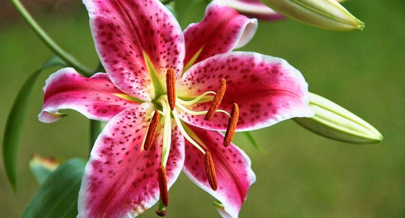 Flores